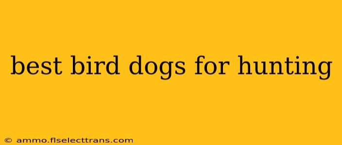 best bird dogs for hunting