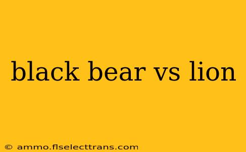 black bear vs lion