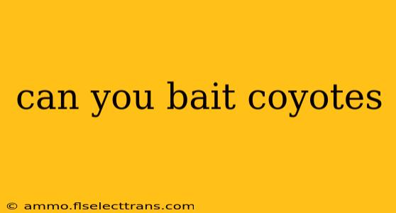 can you bait coyotes