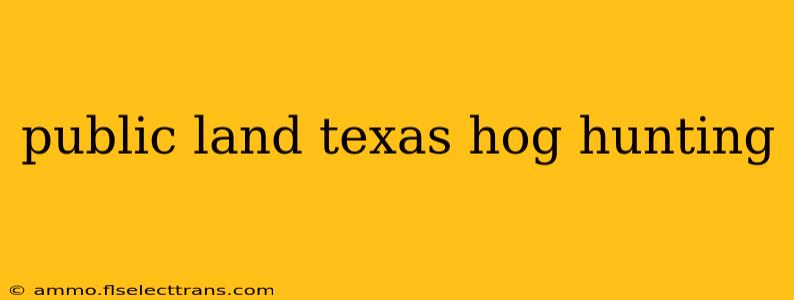 public land texas hog hunting