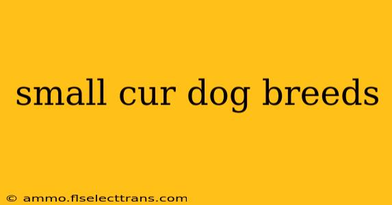 small cur dog breeds