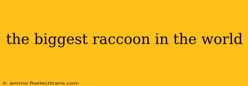 the biggest raccoon in the world